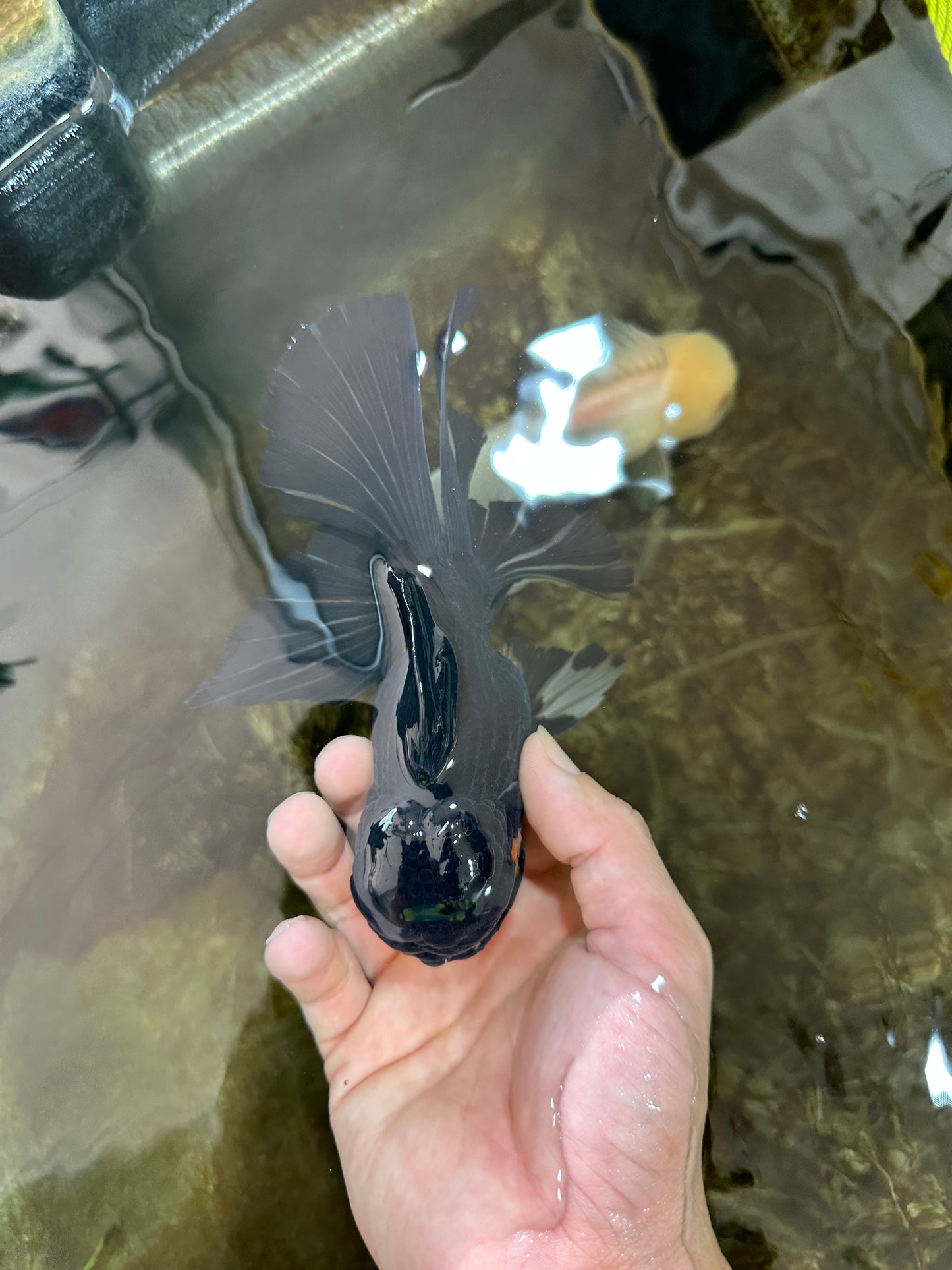 A Grade Black Oranda Male 5.5-6 inches #071125OR_13