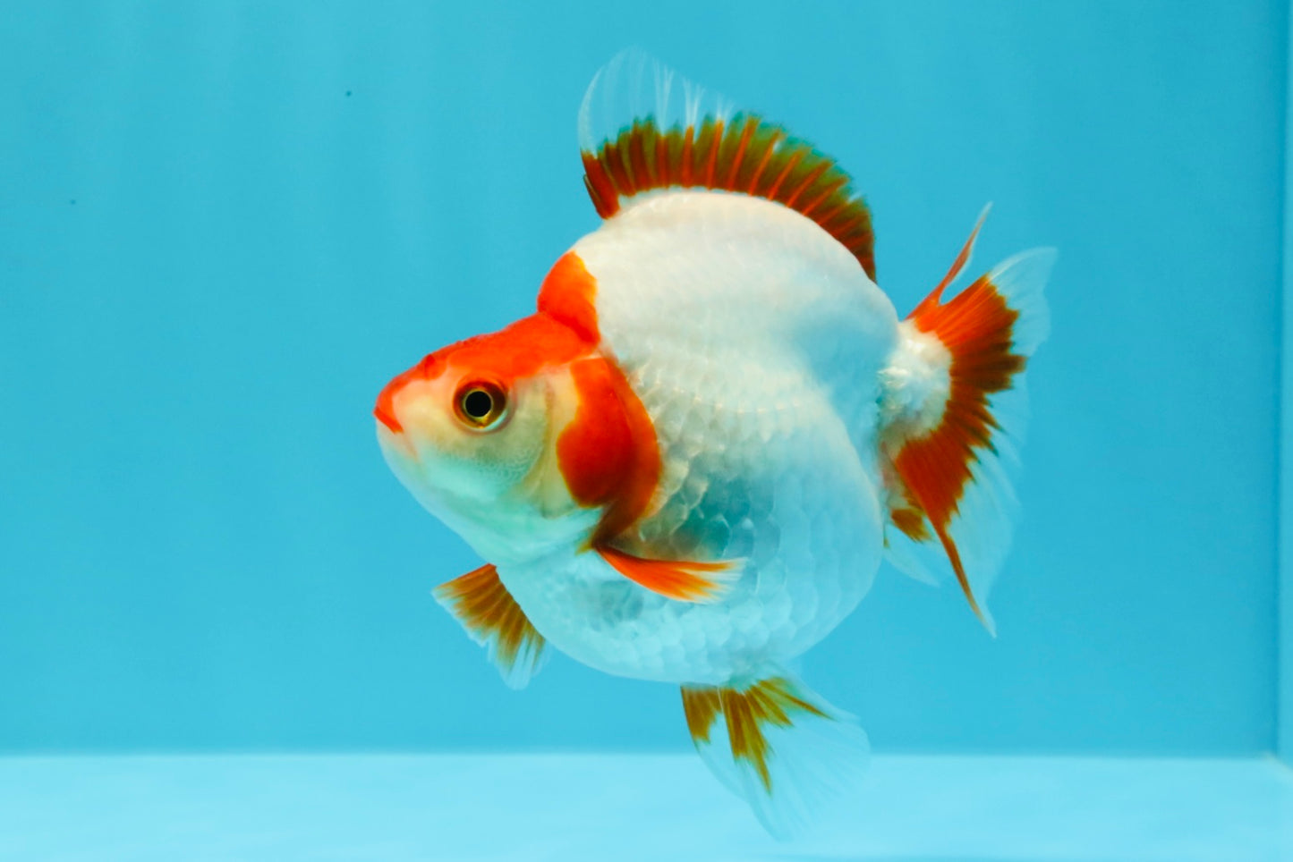 AAA Grade Red White Ryukin Female 4-4.5 inches #030626RK_15