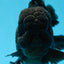 AAA Grade Godzilla Black Oranda Male 6 inches #080125OR_05