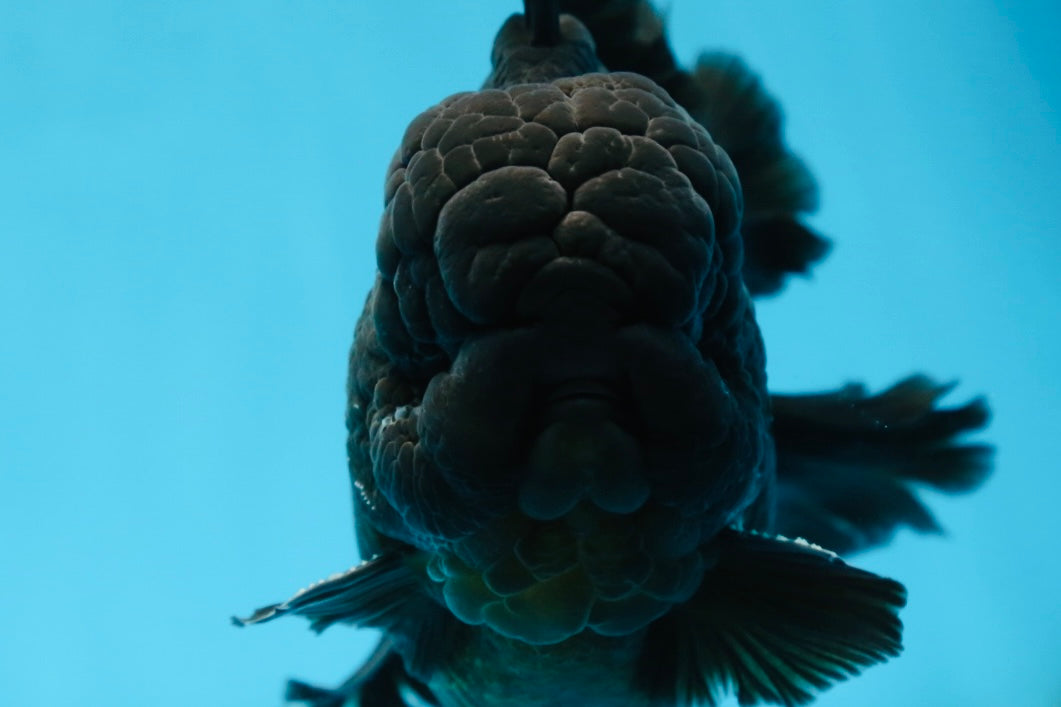 AAA Grade Godzilla Black Oranda Male 6 inches #080125OR_05