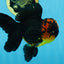 A Grade Apache Lava Head Oranda Male 5-5.5 inches #081525OR_25