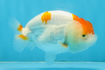 A Grade Red White LionQueen 4 inches #112125LC_13