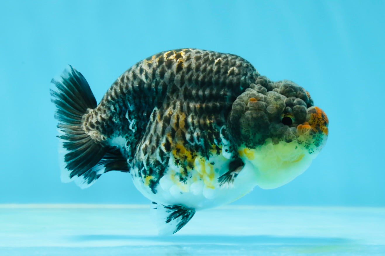 A Grade High Back Blue Kirin LionQueen 3.5-4 inches #050925LC_07