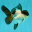 Panda Oranda Male 3.5 inches #102524OR_21