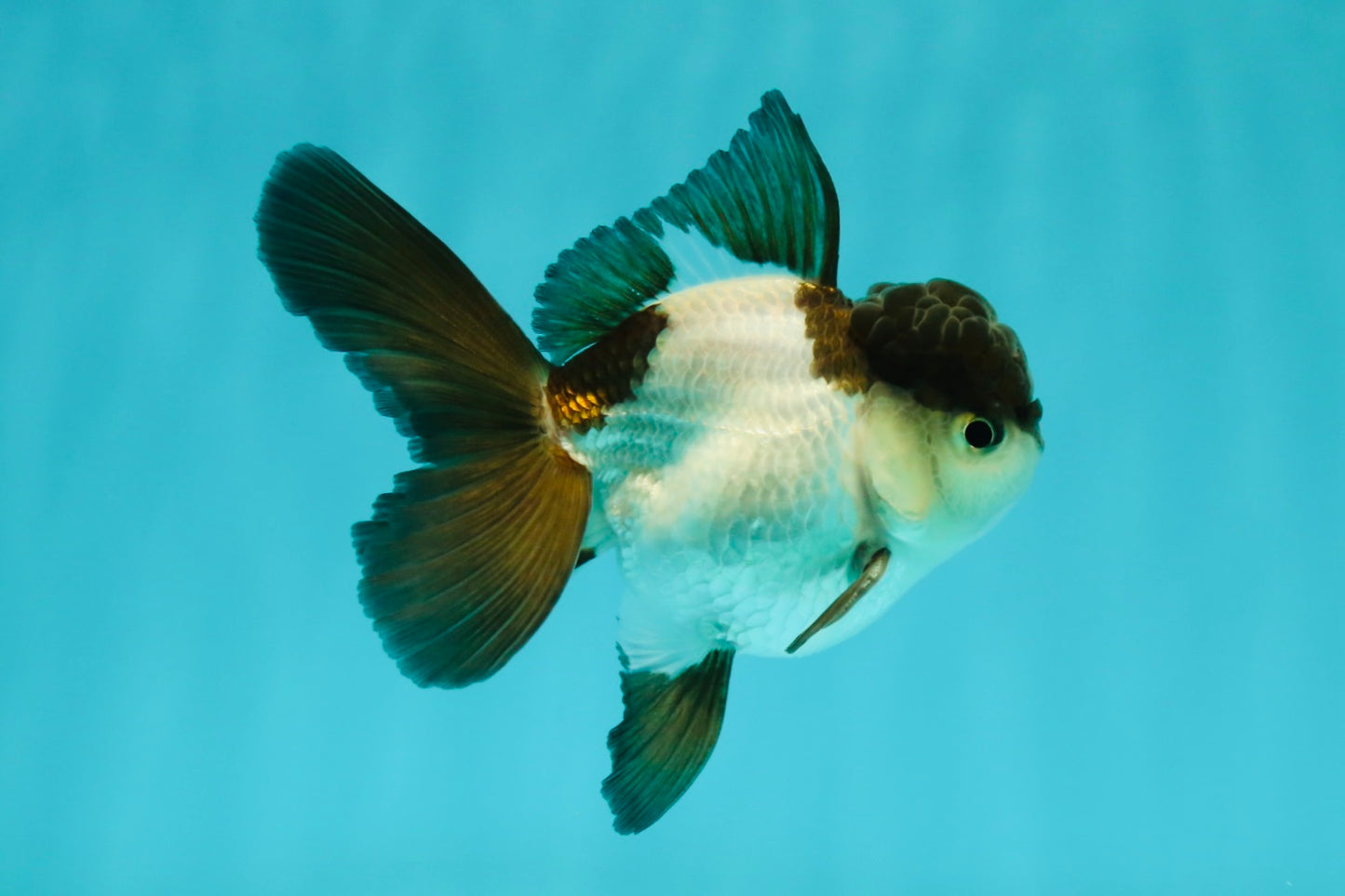 Panda Oranda Male 3.5 inches #102524OR_21