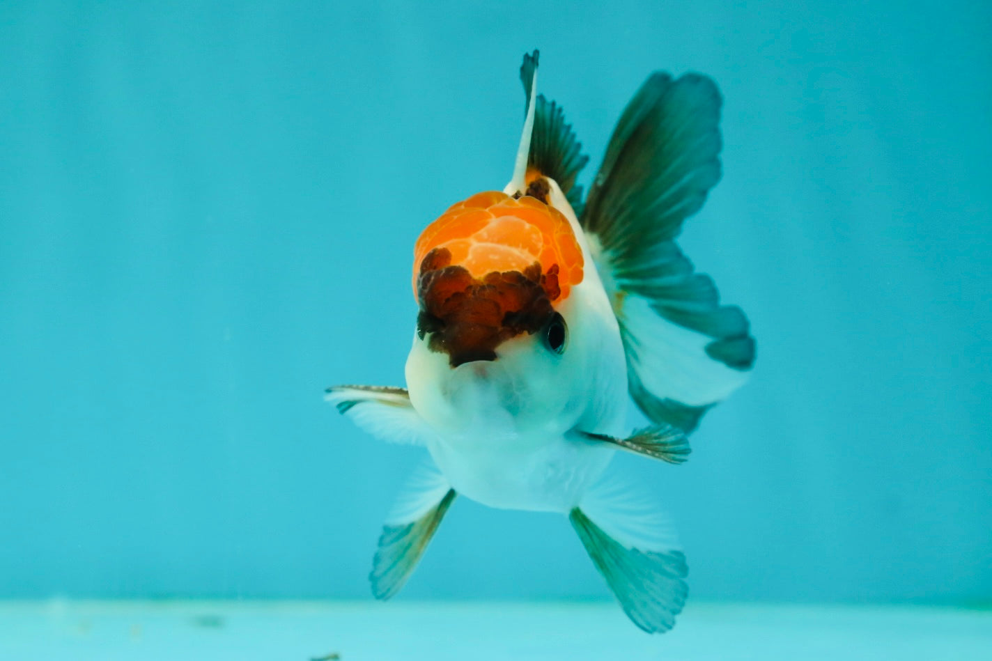 Tricolor Oranda Male 3.5 inches #102524OR_23