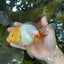 Red White Oranda Female 5.5-6 inches #052325OR_05