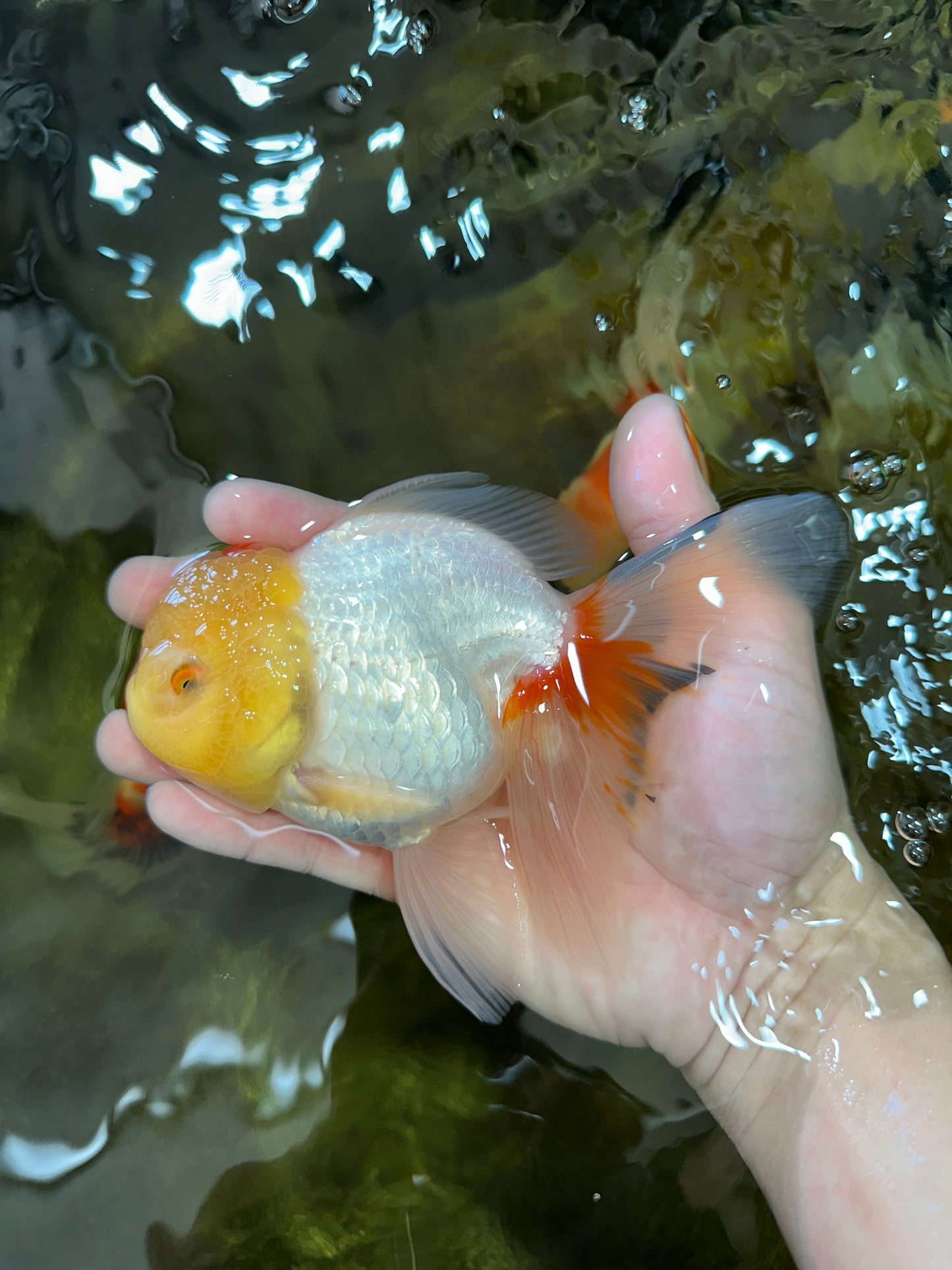 Red White Oranda Female 5.5-6 inches #052325OR_05