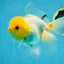 A Grade Lemonhead Oranda Male 5-inches #091225OR_28