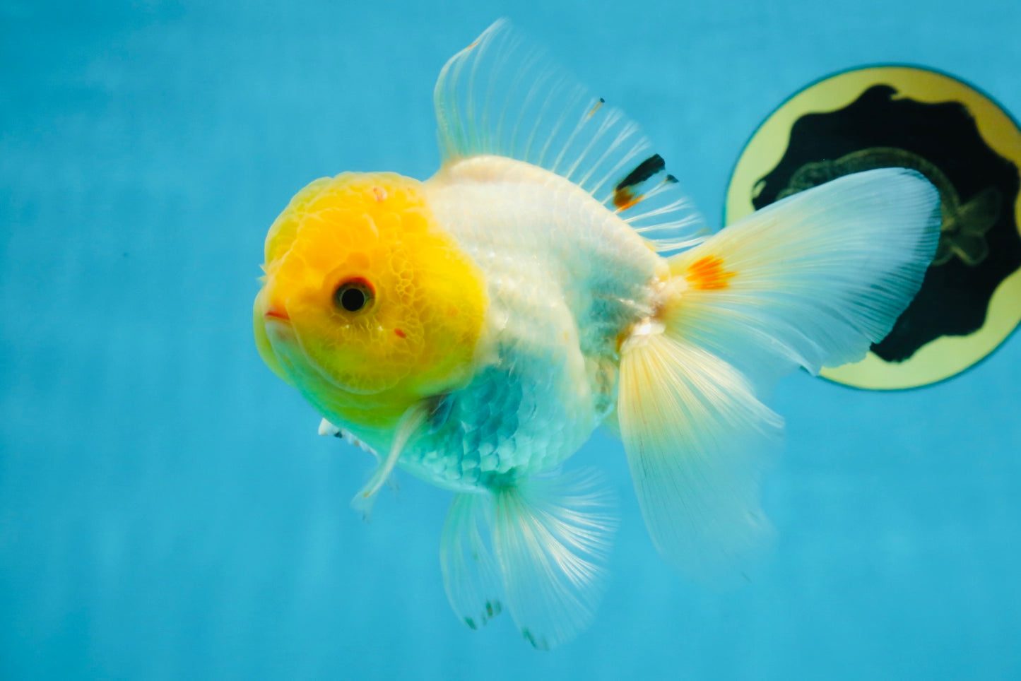 A Grade Lemonhead Oranda Male 5-inches #091225OR_28