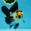 AAA Grade Panda Oranda Male 5-5.5 inches #062725OR_13