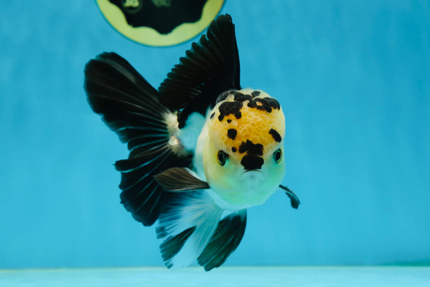 AAA Grade Panda Oranda Male 5-5.5 inches #062725OR_13