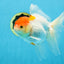 A Grade Red White Oranda Female 6 inches #071125OR_06
