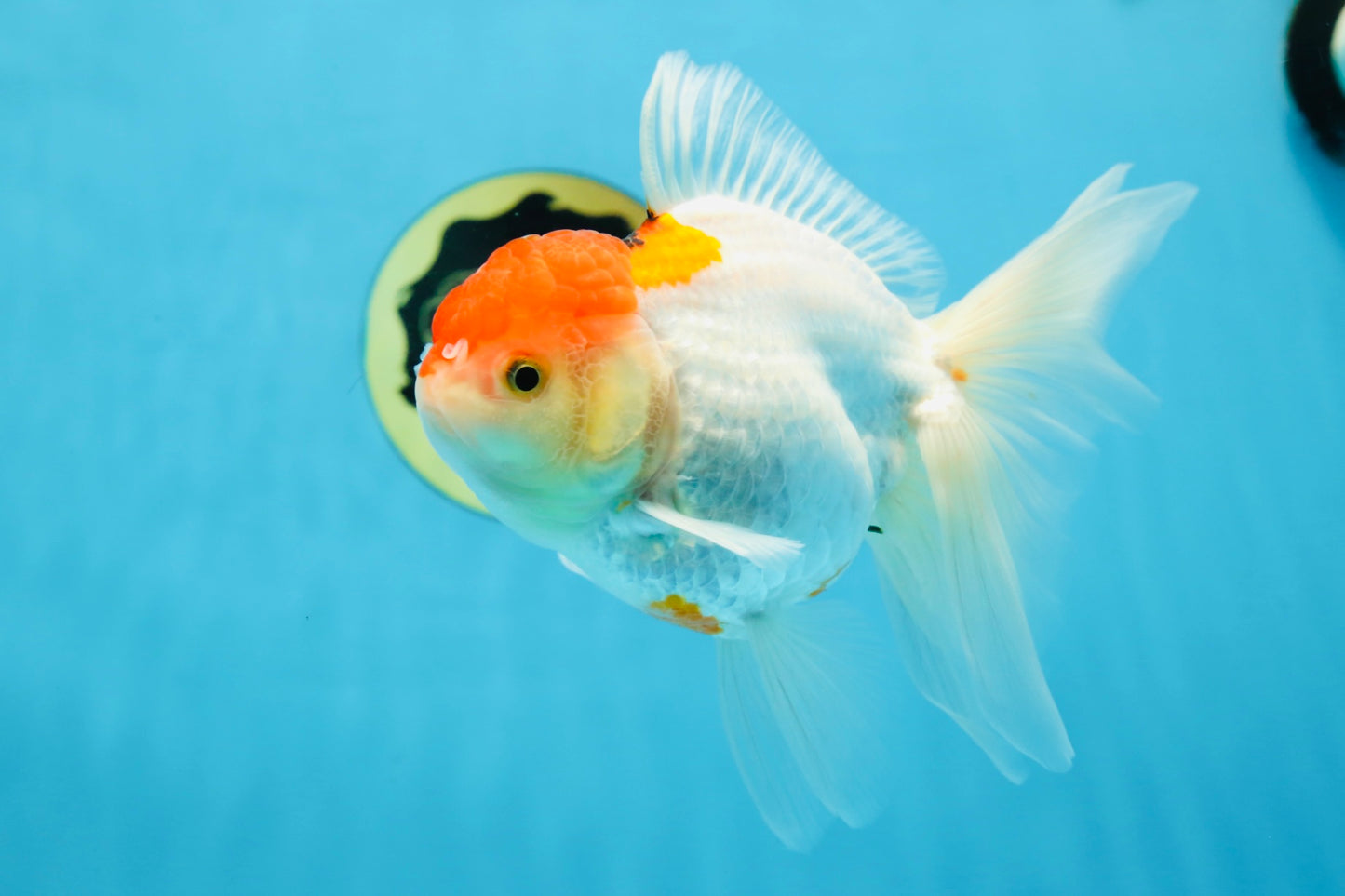 A Grade Red White Oranda Female 6 inches #071125OR_06