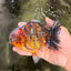 A Grade Tiger Oranda Male 5-5.5 inches #090426OR_06
