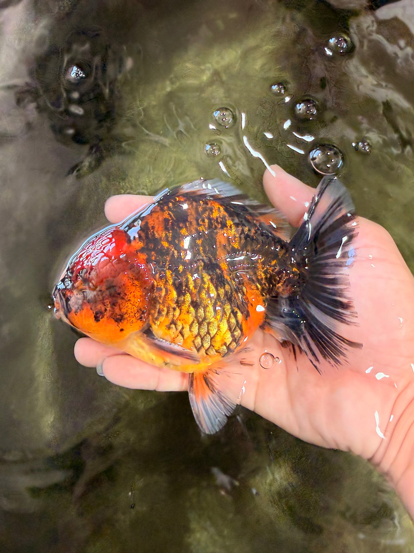 A Grade Tiger Oranda Male 5-5.5 inches #090426OR_06