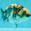 A Grade Tiger Blue Base Ranchu Female 4.5 inches #081426RC_21
