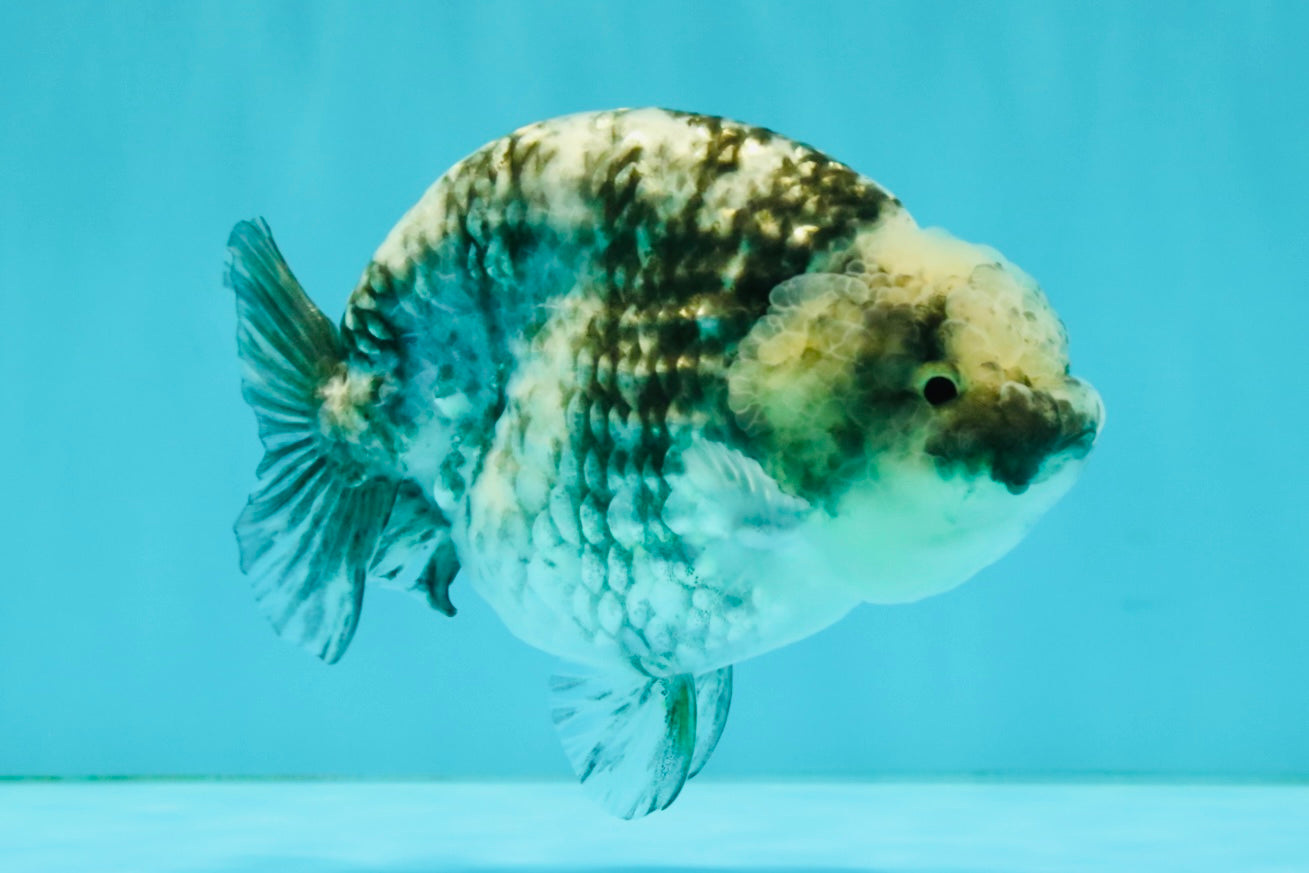 A Grade Tiger Blue Base Ranchu Female 4.5 inches #081426RC_21
