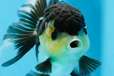 Panda de ojos de botón de grado AAA Oranda hembra de 5 pulgadas n.º 0913OR_16