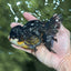 A Grade Chicken Tricolor Oranda Male 5 inches #112924OR_18