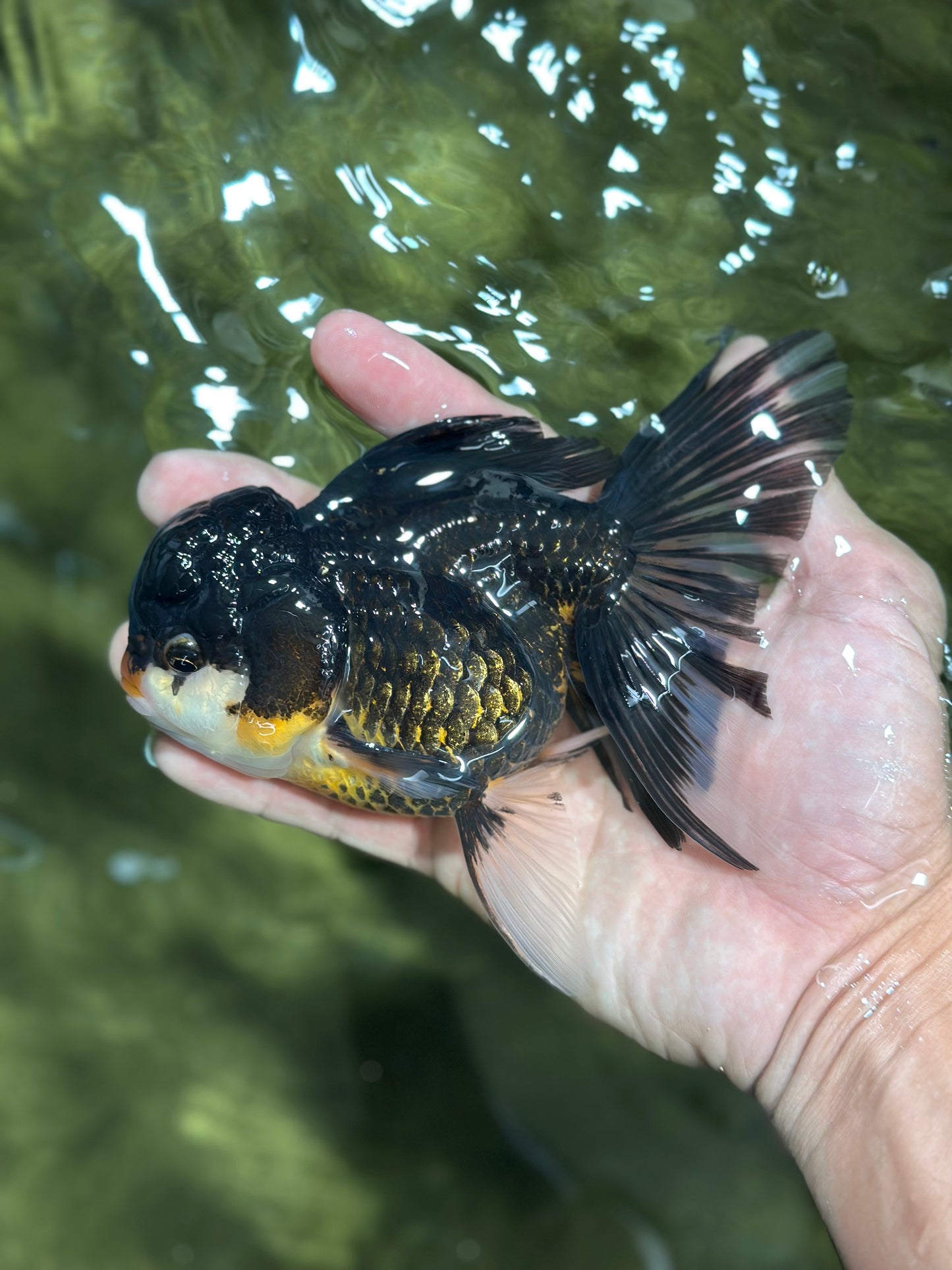 A Grade Chicken Tricolor Oranda Male 5 inches #112924OR_18