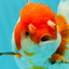 Red White Oranda Female 5.5 inches #110124OR_08