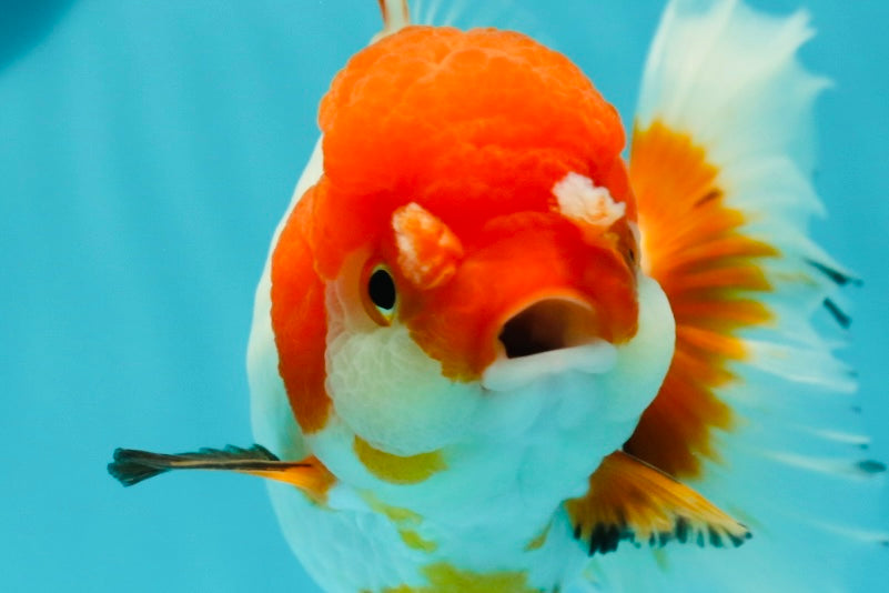 Red White Oranda Female 5.5 inches #110124OR_08