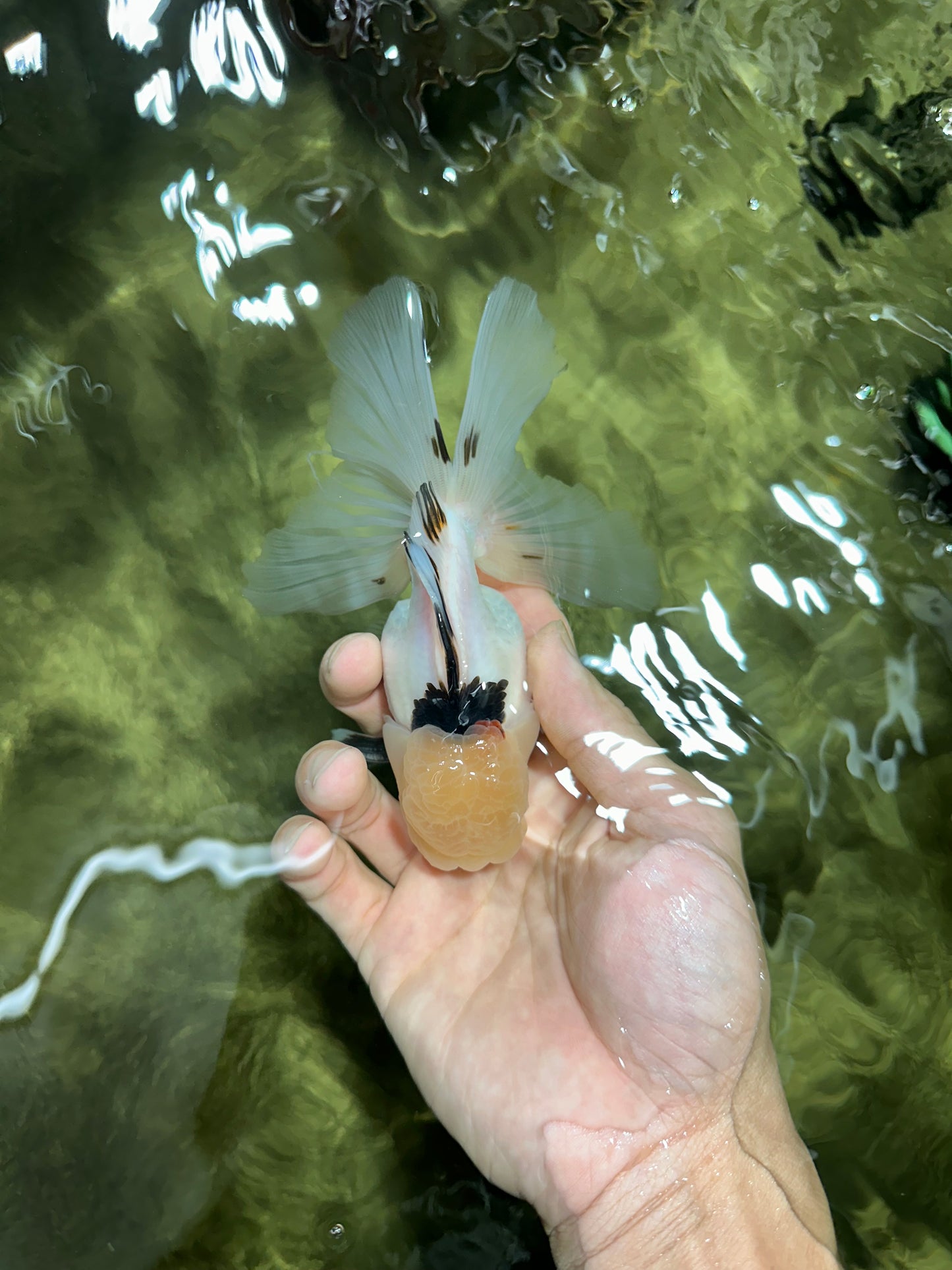 A Grade Lemonhead Tricolor Oranda Male 5 inches #111524OR_26