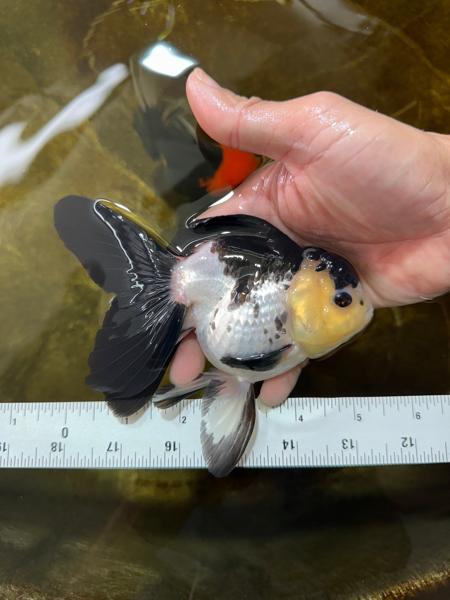 Panda Oranda Female 5-5.5 inches #080825OR_11