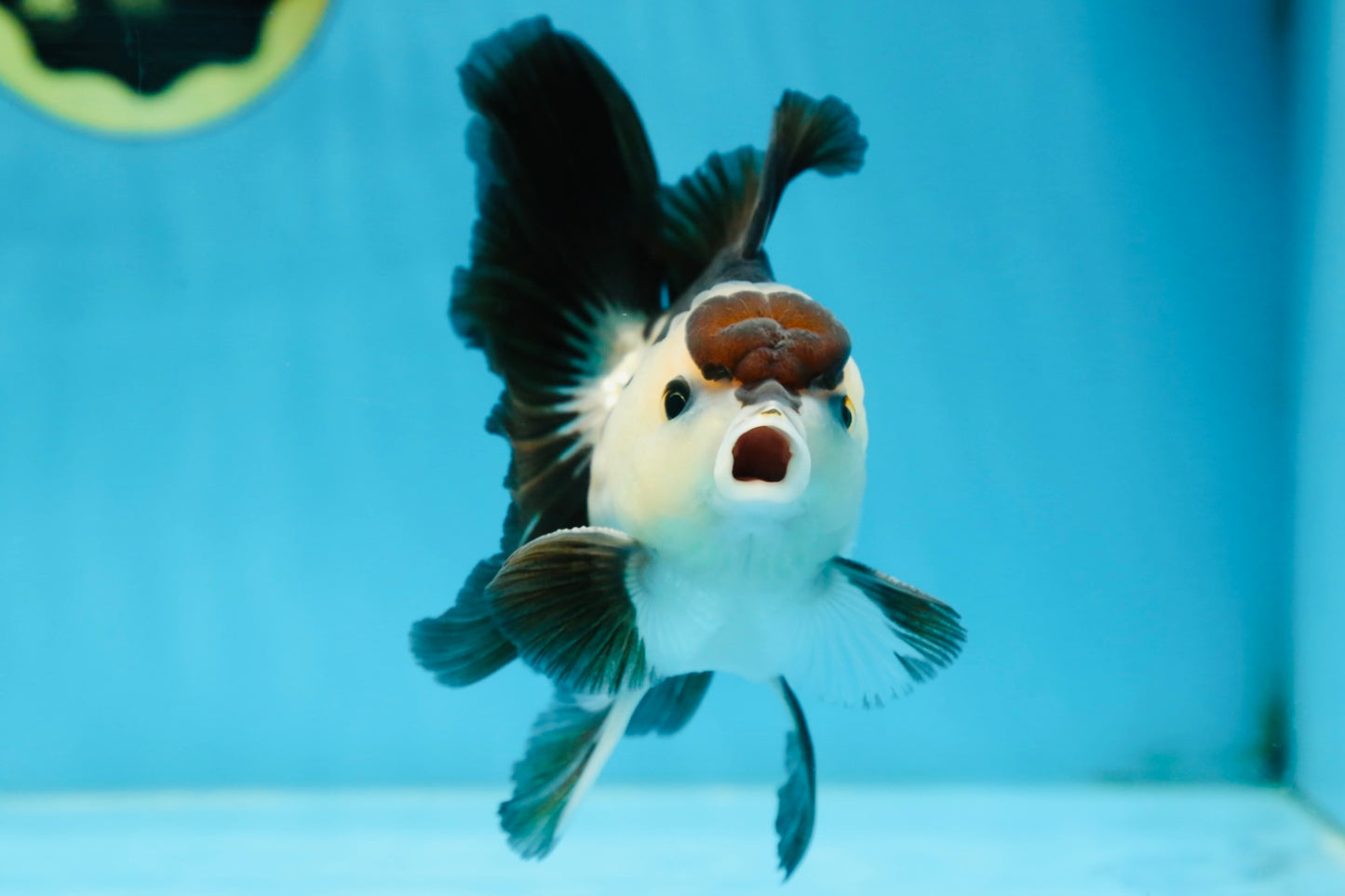 Panda Oranda Male 5 inches #081525OR_27