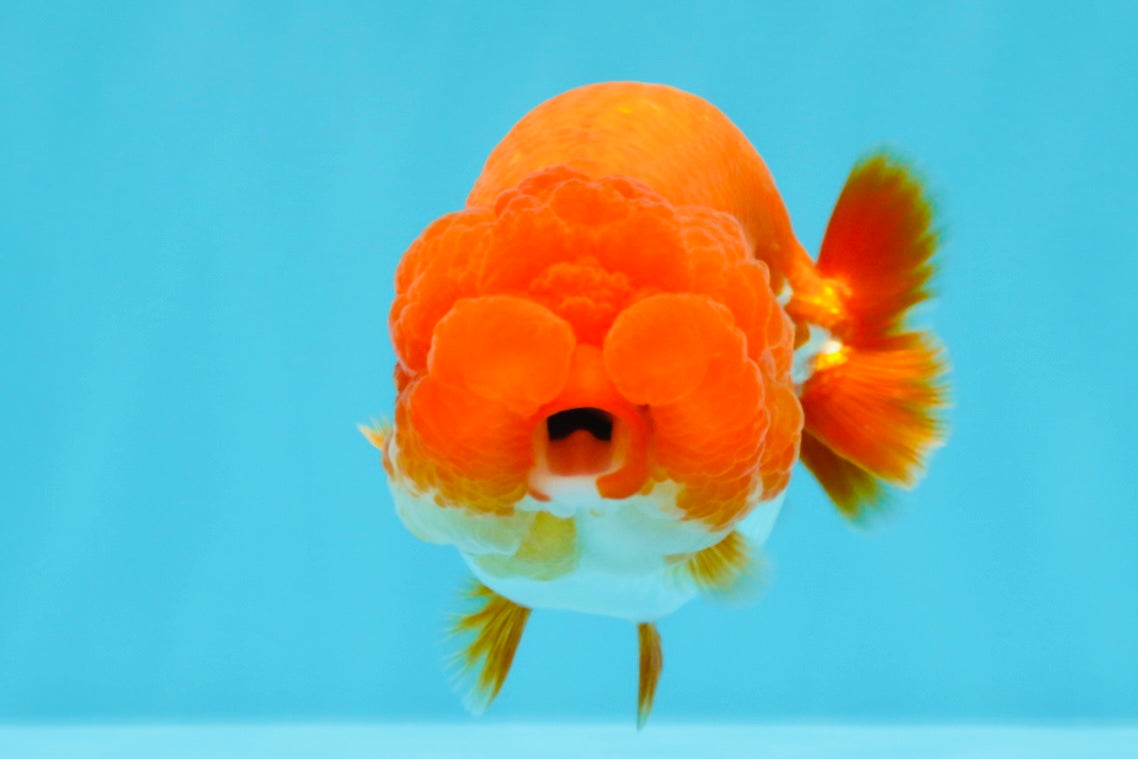 CHUBBY AAA Grade Red White LionQueen 4  inches #022026LC_16