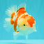 A Grade Red White Yuanbao Female 6 inches #101626YB_30