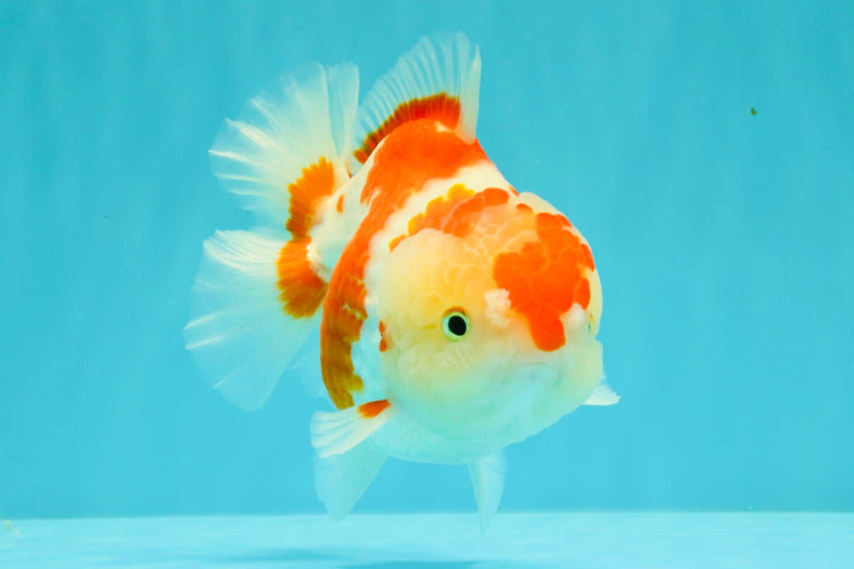 A Grade Red White Yuanbao Female 6 inches #101626YB_30