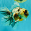 Calico Oranda Male 6.5 inches #082826OR_02