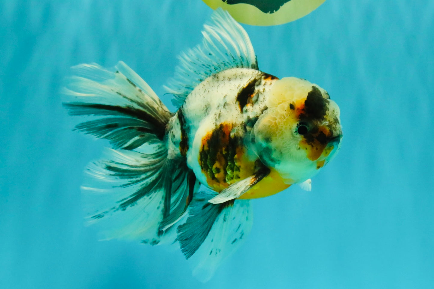 Calico Oranda Male 6.5 inches #082826OR_02