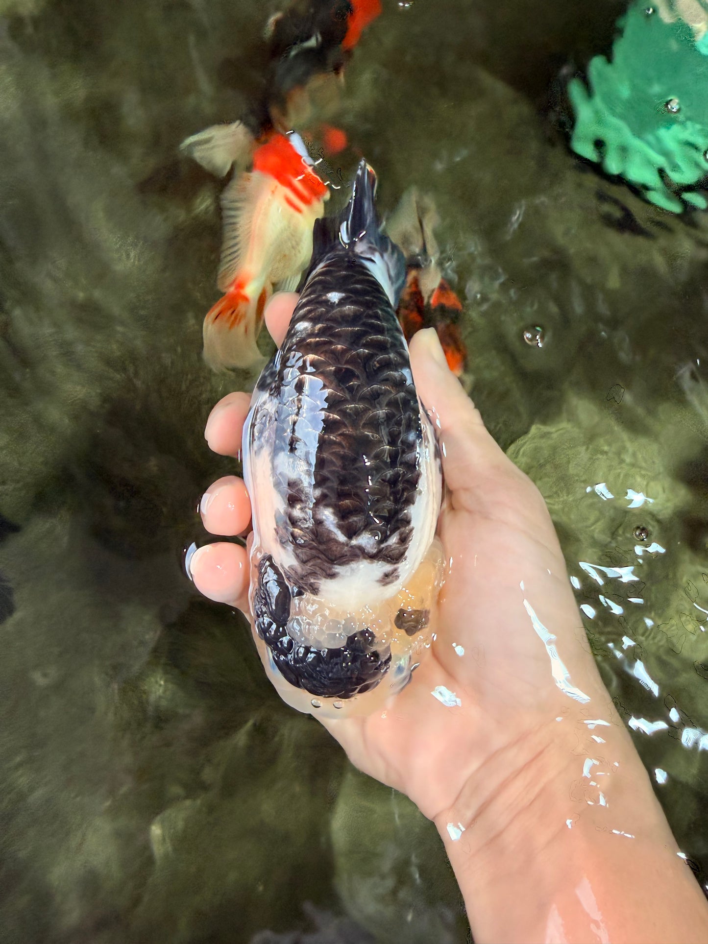Chinese Milk Cow Ranchu Female 5.5-6 inches #031326RC_13