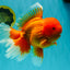 AAA Grade Super Jumbo Red White  Oranda Male 8-8.5 inches #062626OR_04