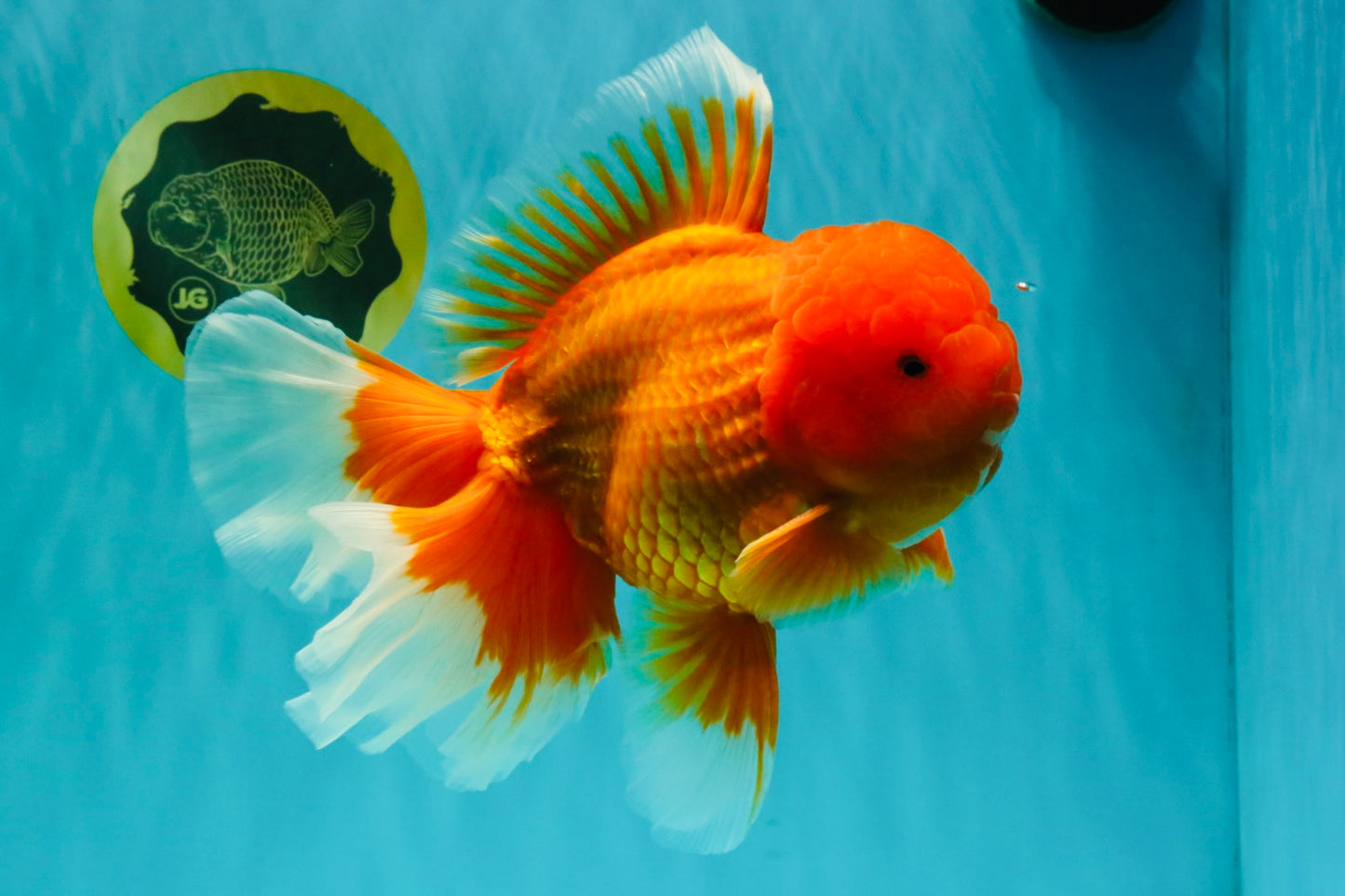 AAA Grade Super Jumbo Red White  Oranda Male 8-8.5 inches #062626OR_04