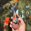 A Grade Calico Tiger Oranda Male 6.5-7 inches #080726OR_17