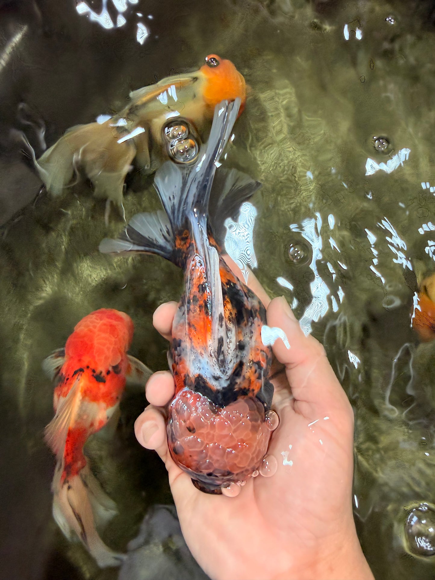 A Grade Calico Tiger Oranda Male 6.5-7 inches #080726OR_17