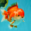 SPECIAL AAA Grade Red White Yuanbao Male 5-5.5 inches #050826YB_09