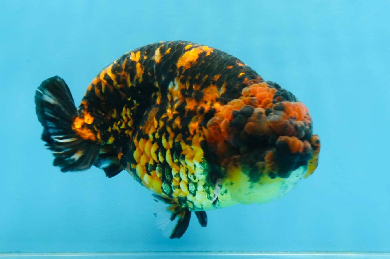 A Grade Tiger Strong Body Structure LionKing 5.5 inches #101725LC_22