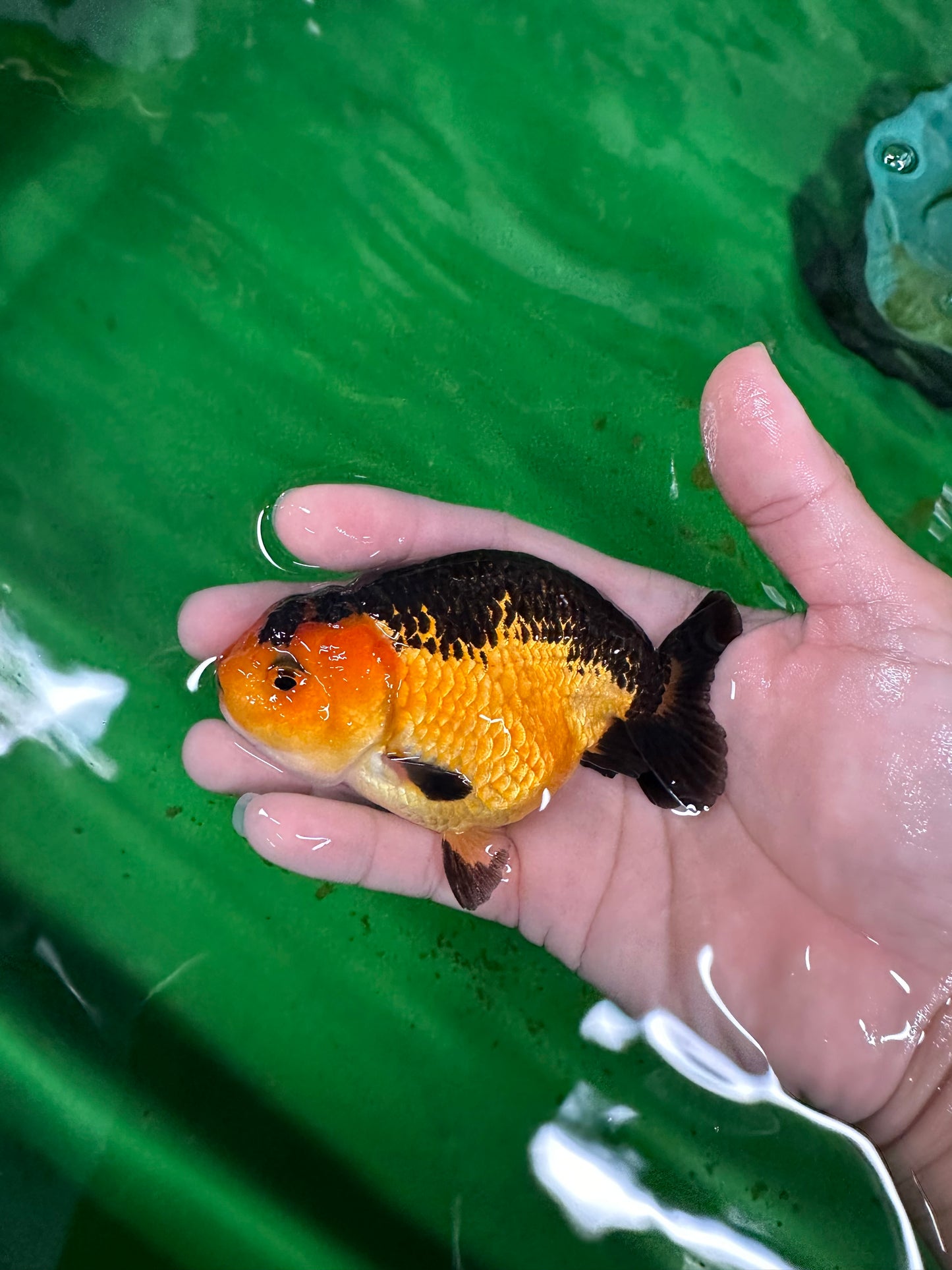 A Grade Cute Bear Apache Ranchu Male 3.5-4 inches #0726RC_29