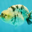 AAA Grade White Tiger Blue Base Ranchu Female 4.5 inches #062626RC_10