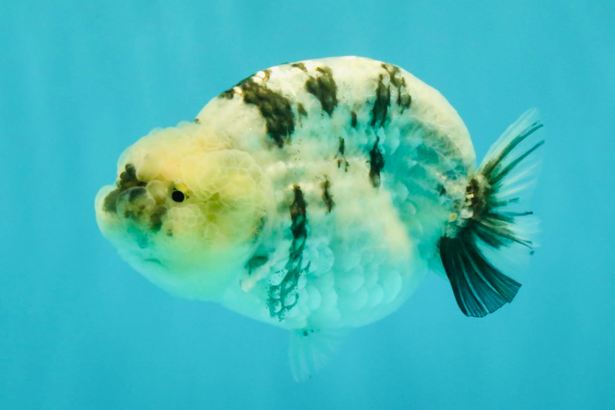 AAA Grade White Tiger Blue Base Ranchu Female 4.5 inches #062626RC_10
