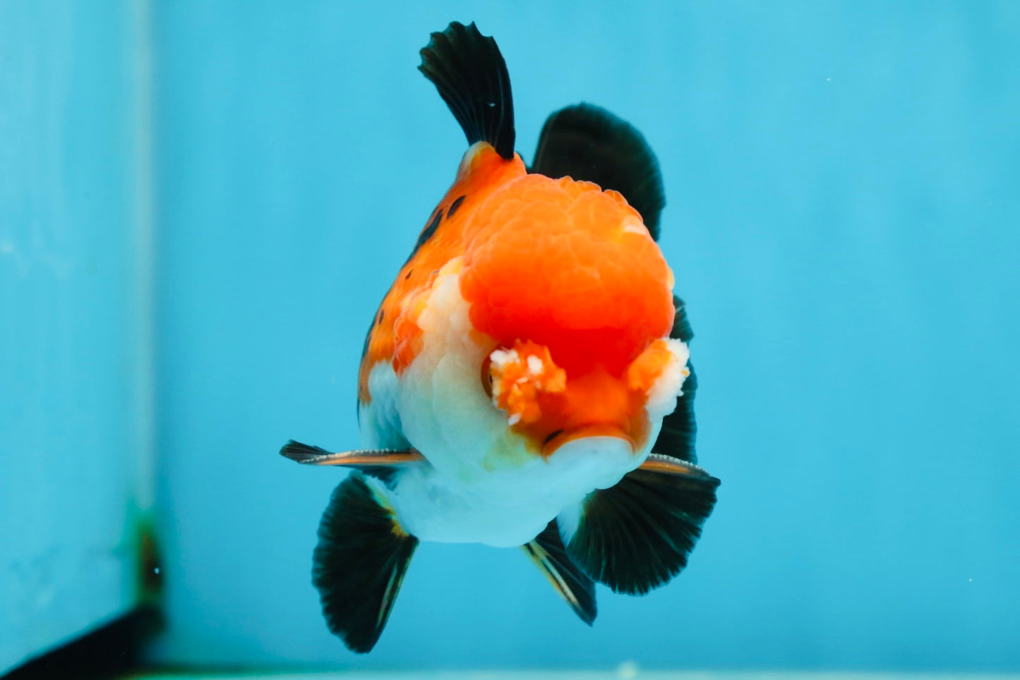 A Grade PomPom Tricolor Yuanbao Male 4-4.5 inches #060625YB_08