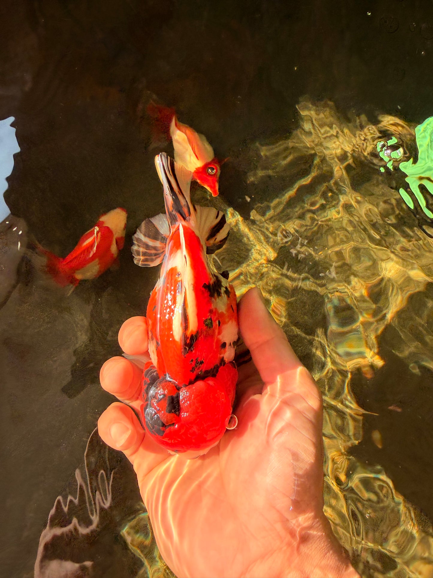 Tricolor Tiger Yuanbao Female 5.5 inches #030626YB_13