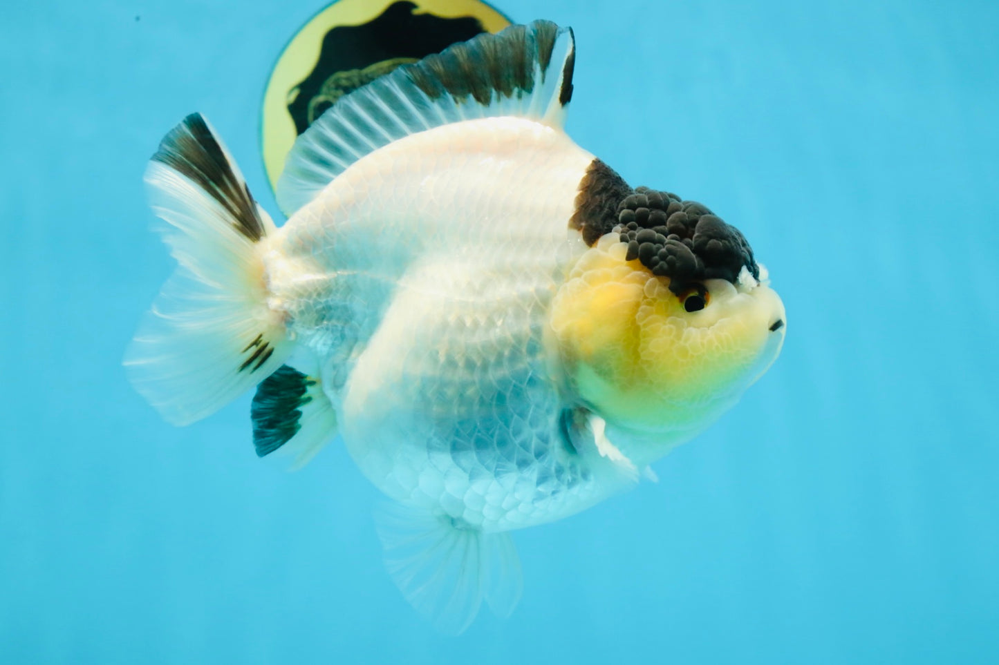 AAA Grade Panda Yuanbao Female 5.5-6 inches #101025YB_23