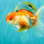 A Grade Polkadot Red White Oranda Male 5.5 inches #100926OR_13