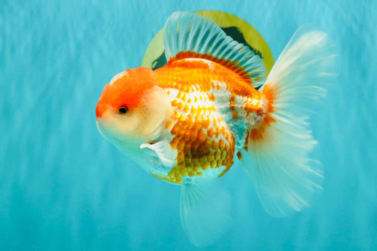 A Grade Polkadot Red White Oranda Male 5.5 inches #100926OR_13